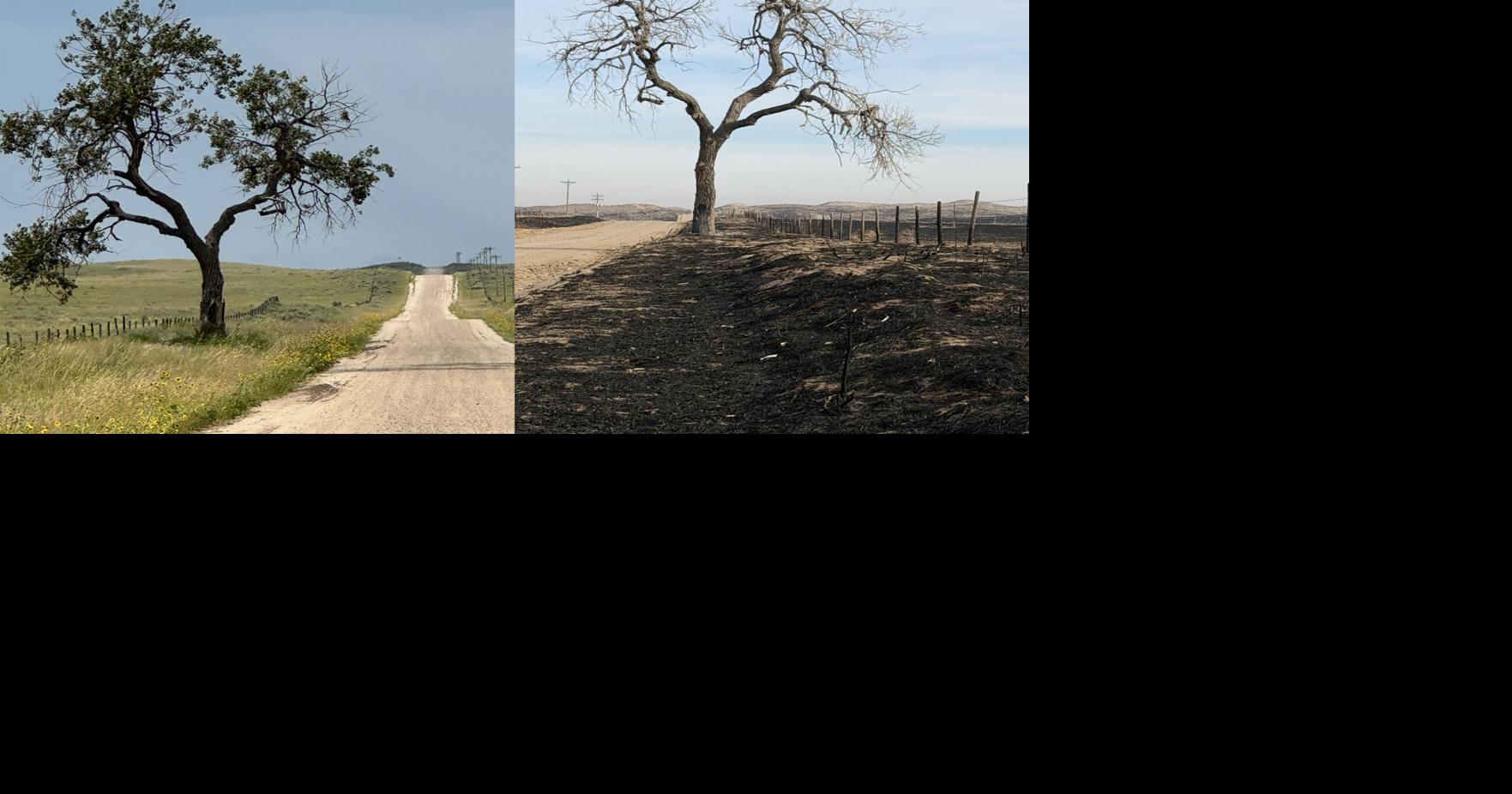 Nebraska's scorched rangelands look bad. But the Sandhills are resilient, experts say