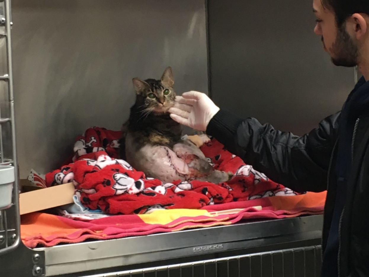 King The Burned Omaha Cat Treated With Fish Skin Is A Bit Of A Miracle And Continues Improving Livewellnebraska Omaha Com King The Burned Omaha Cat Treated With Fish Skin Is A Bit Of A Miracle And Continues Improving Livewellnebraska Omaha Com