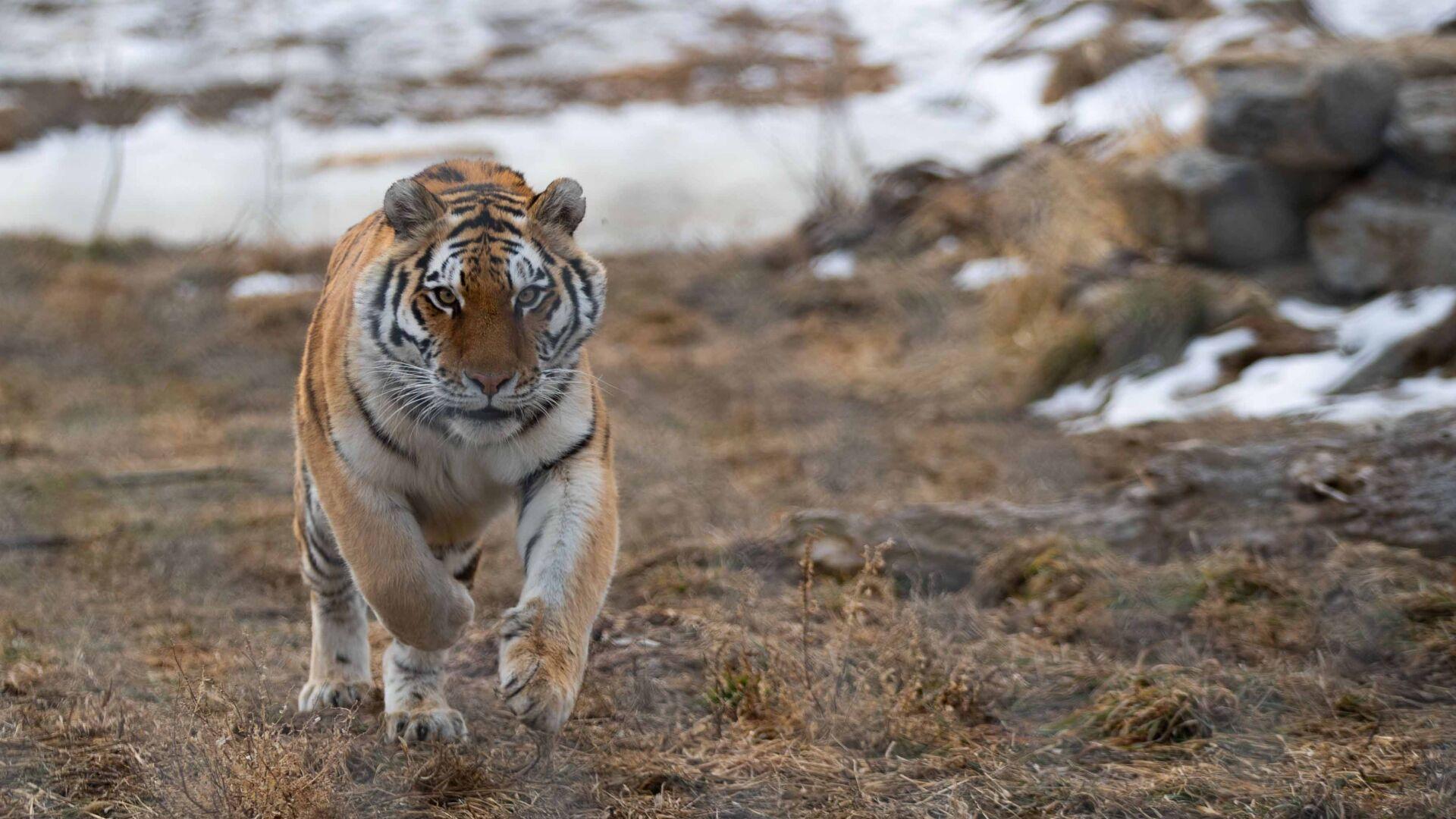 Tiger Cubs Born At Wildlife Safari Aid Conservation Efforts