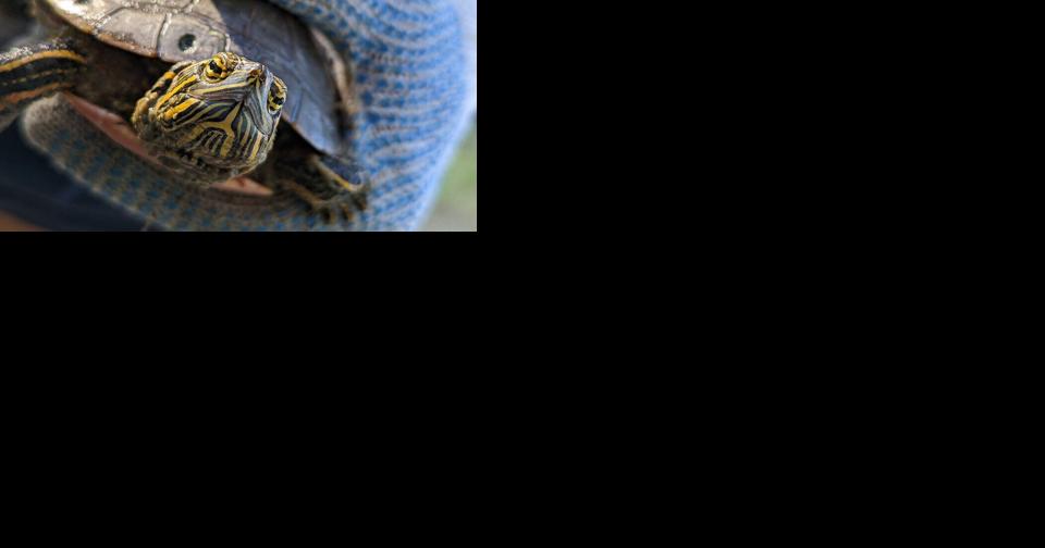 UNL research identifies drought's effects on painted turtles - Vimarsana News