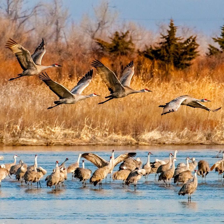 A Night With The Sandhill Cranes At The Crane Trust In >> Tourists Discover That Sandhill Cranes Aren T The Only Birds To A Night With The Sandhill Cranes At The Crane Trust In >> Tourists Discover That Sandhill Cranes Aren T The Only Birds To