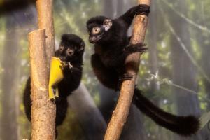 091026-owh-new-lemur-cm-05.JPG