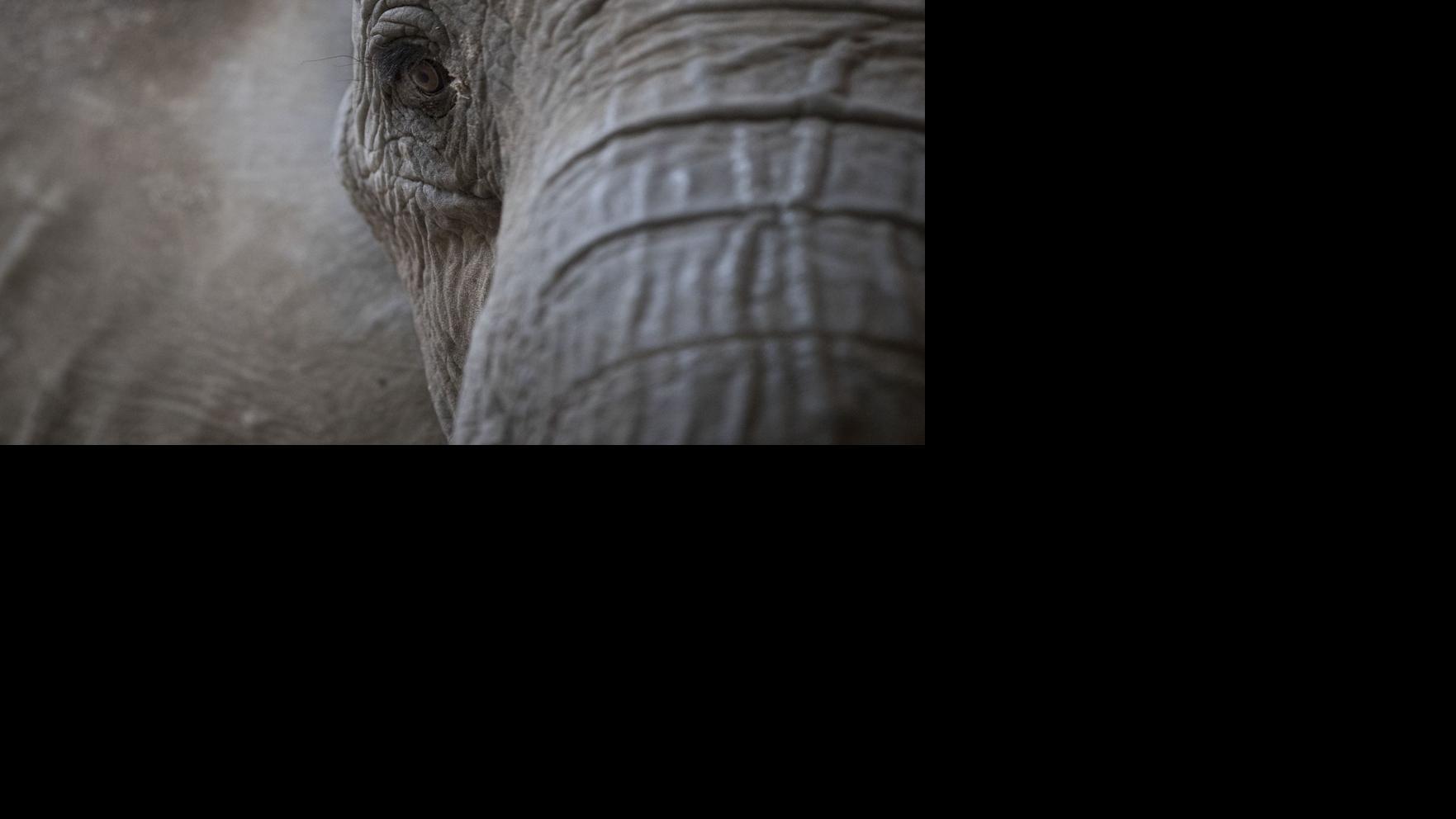Two Elephants Omaha S Henry Doorly Zoo Helped Import From Africa