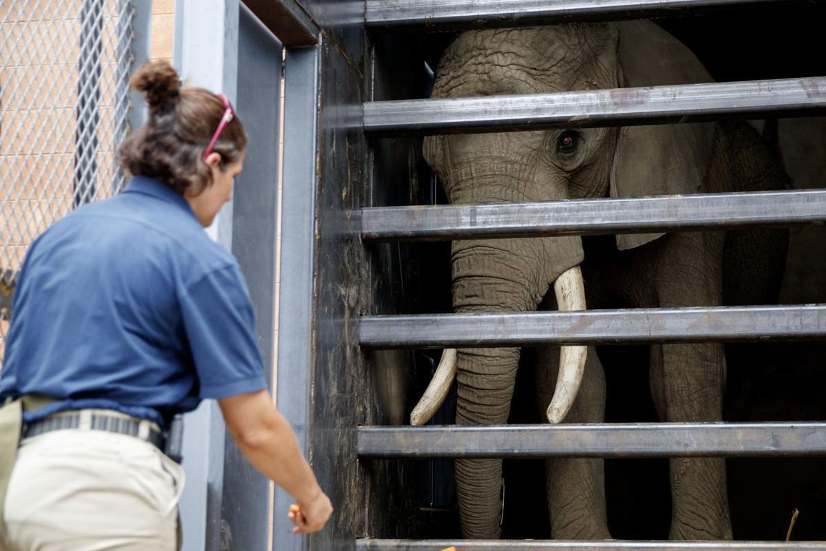 Omaha Zoo Is Helping Transport Another Elephant Across The Country Lifestyles Omaha Com