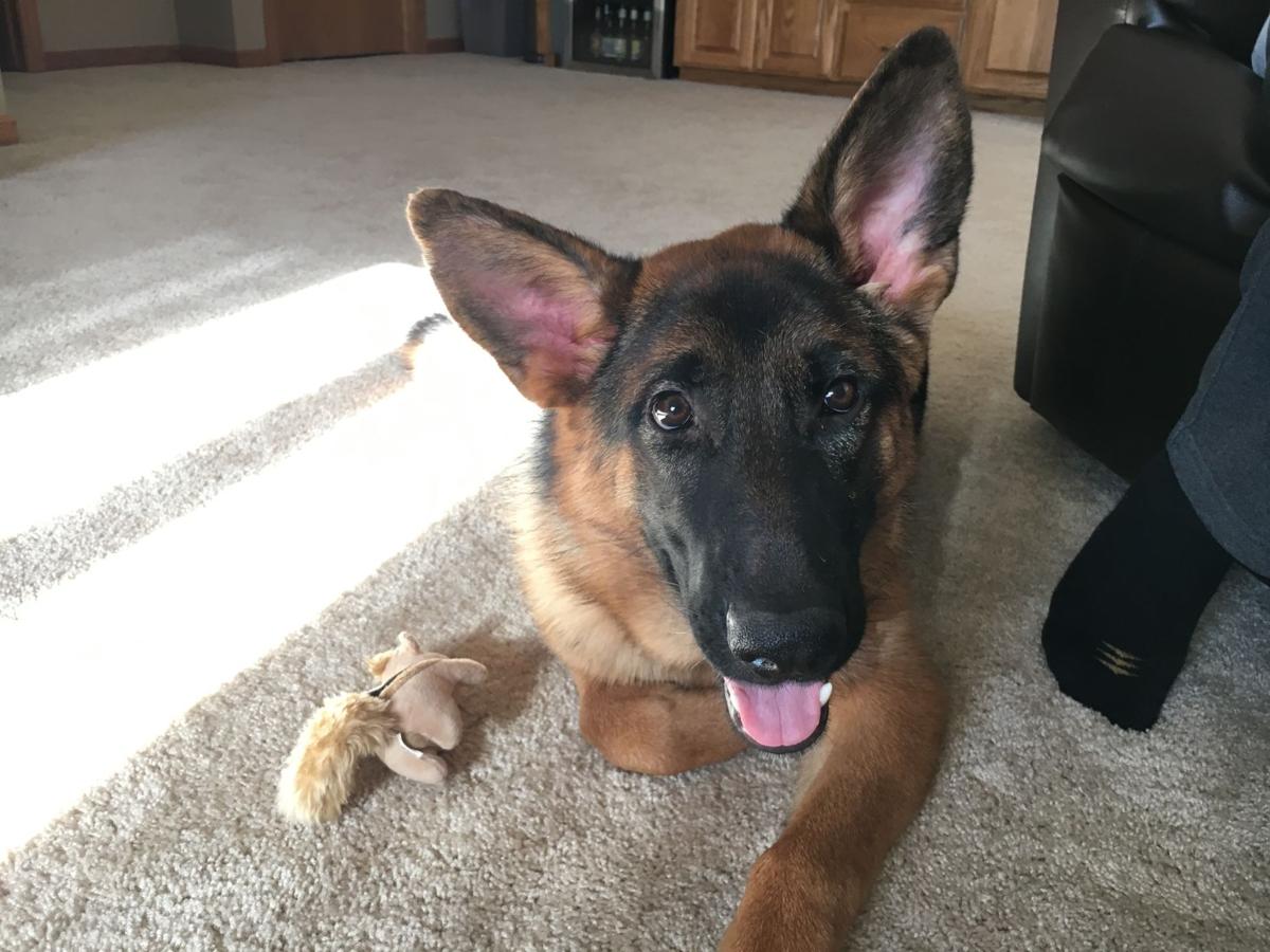 Dog Gone Problems Our Dog Is Destroying Things Now That Our Baby Has Come Home Blogs Omaha Com
