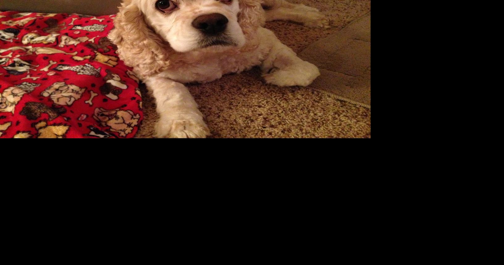 Dog Gone Problems Why is my dog having accidents in the house after