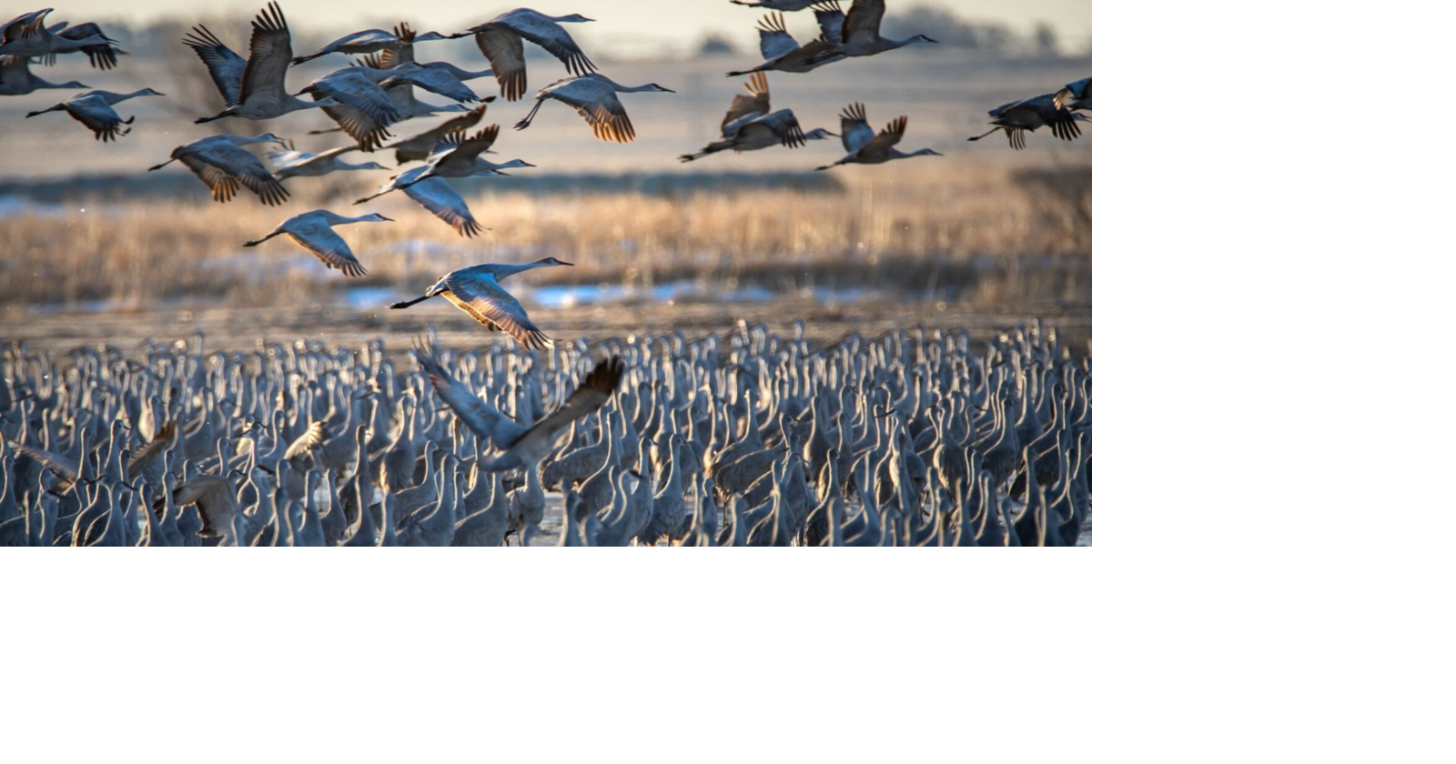 'It's unforgettable': Nearly a million cranes will be migrating through ...
