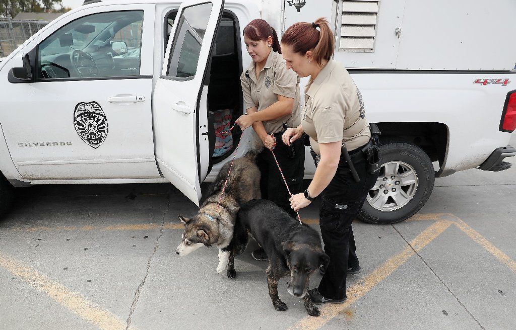 impounded dogs