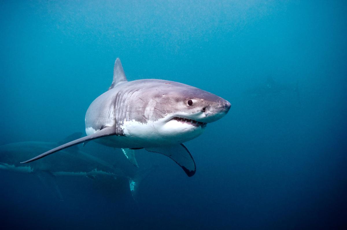 ‘Great White Shark’ now playing at Omaha zoo IMAX | Henry Doorly Zoo