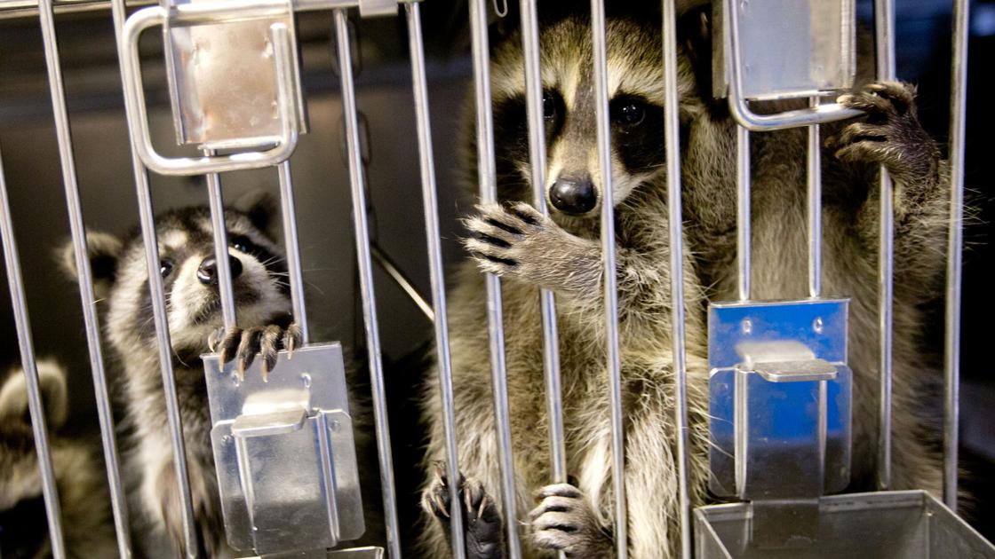 Nhs A Resource For Wildlife Encounters Bellevue Leader Omaha Com