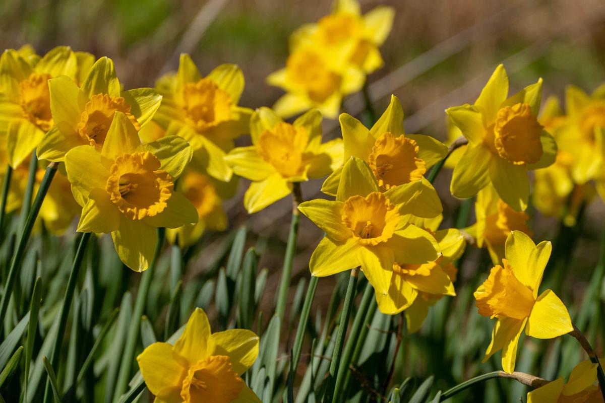 A shot of spring 50,000 daffodils are in bloom at Lauritzen Gardens Lifestyles