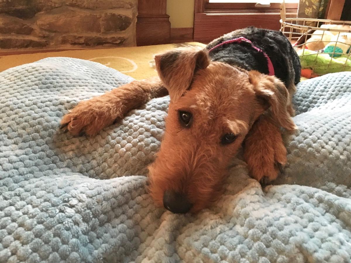 How To Stop A Dog From Lunging And Biting