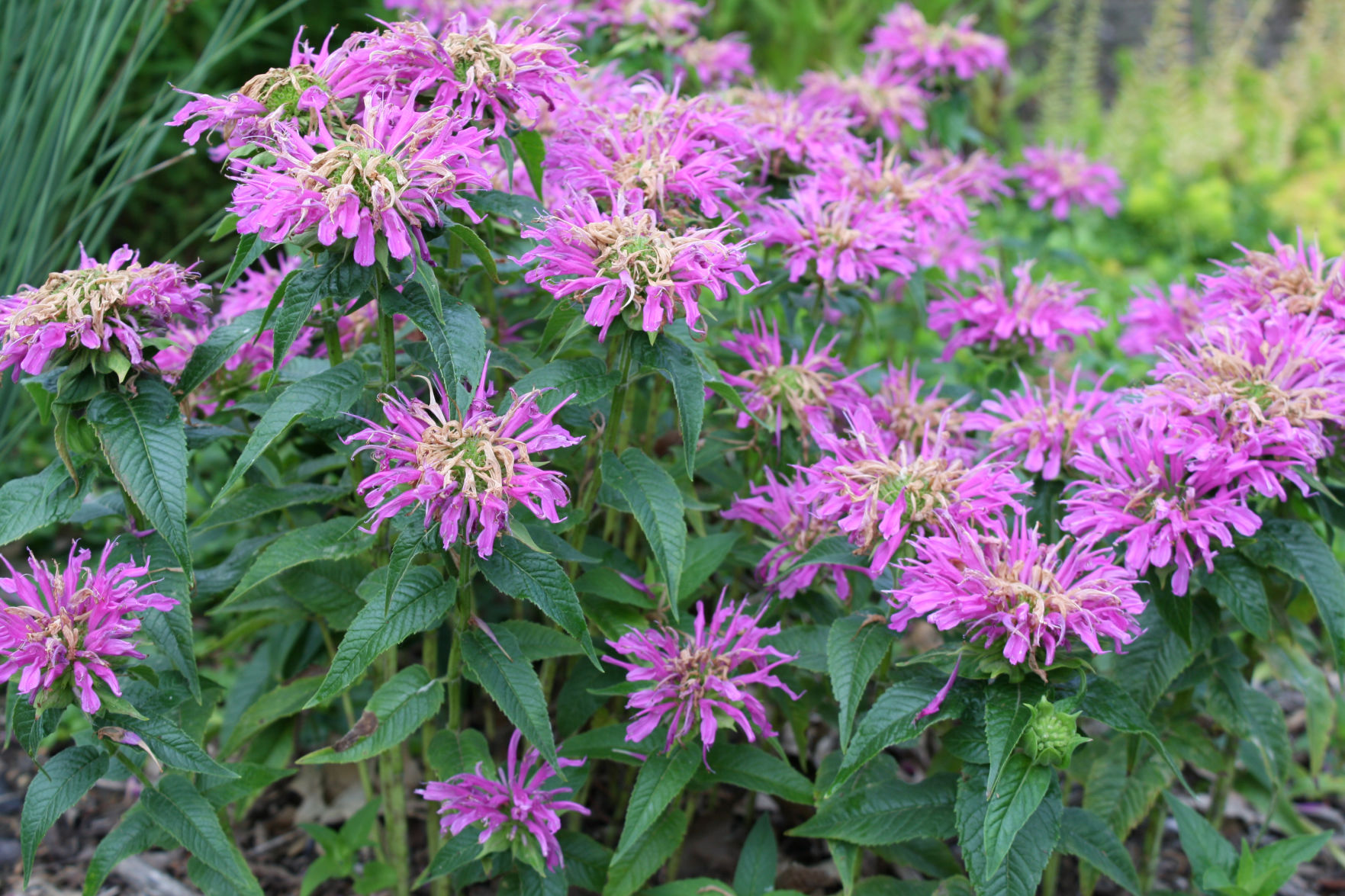 Riggenbach Buzzing Over Newer Types Of Bee Balm Lifestyles Omaha Com