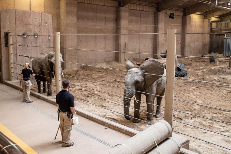 Louie the elephant moved from Omaha zoo to North Carolina