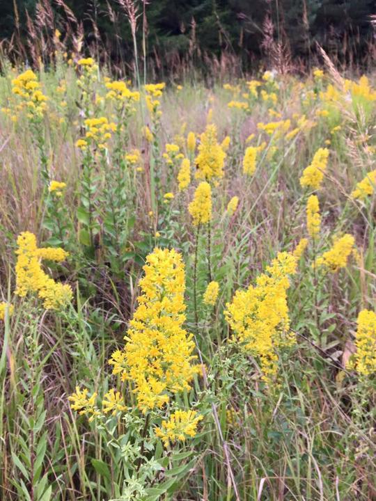 Gallery 11 native perennials to plant this year