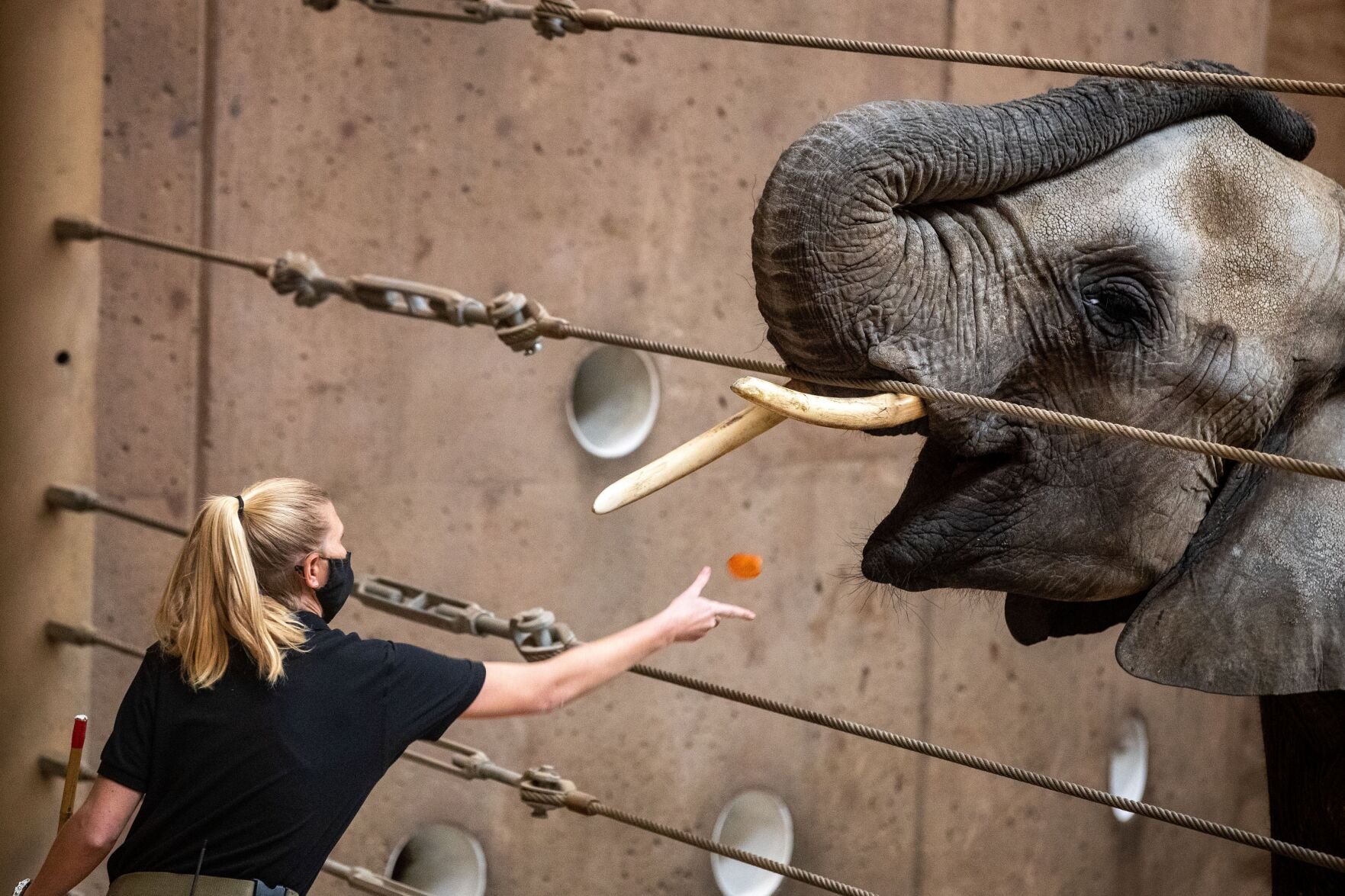 Omaha Zoo Welcomes Its First Baby Elephant