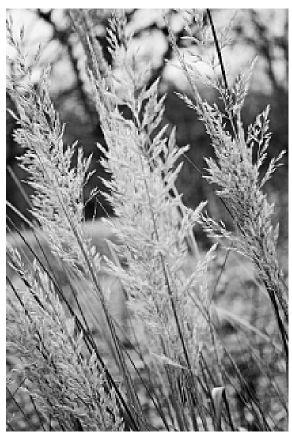 Time To Cut Out Dried Ornamental Grasses Articles Omaha Com