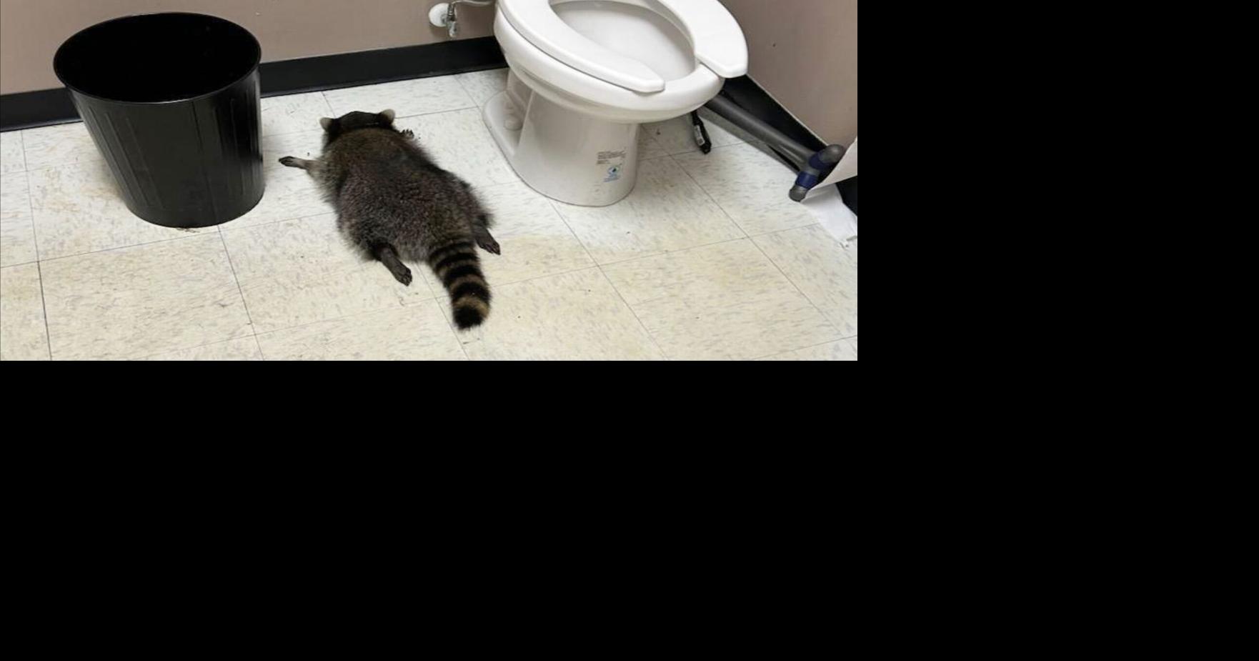 Raccoon goes on drunken rampage in Virginia liquor store and passes out on ...