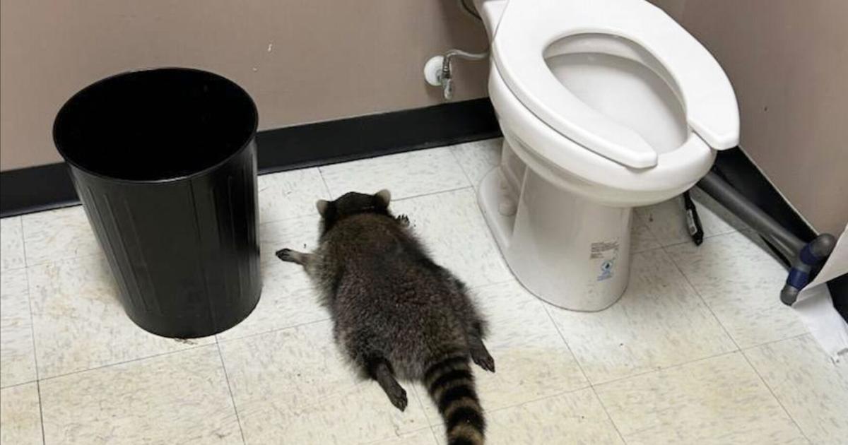 Raccoon goes on drunken rampage in Virginia liquor store and passes out on ...