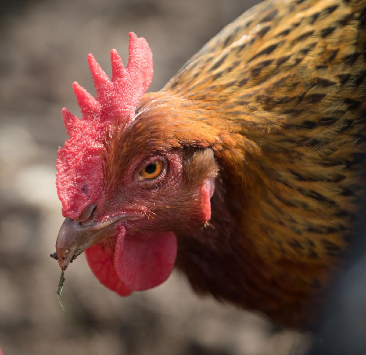 Increase In Salmonella Outbreaks Linked To Live Poultry Reminds