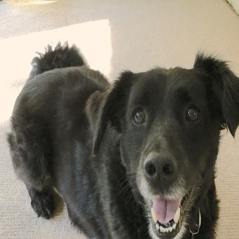 Dog Gone Problems Black Lab Demands Attention Then Bites Hands When Owners Give It Momaha Omaha Com