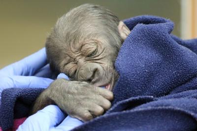 Baby Gorilla To Be Unveiled Friday At Henry Doorly Zoo Local