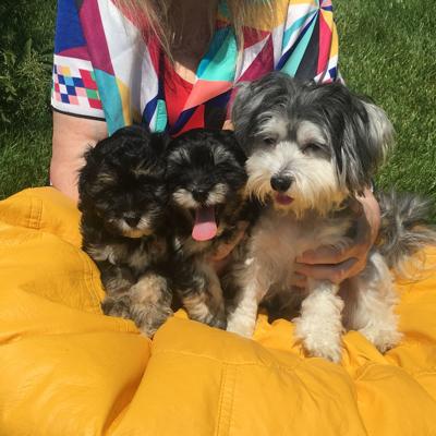 When Their Dog S Labor Went Wrong This Omaha Family Went To The