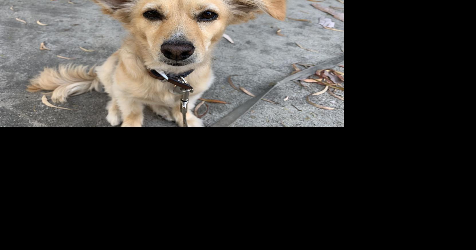 Dog Gone Problems Our dog barks at other dogs during walks