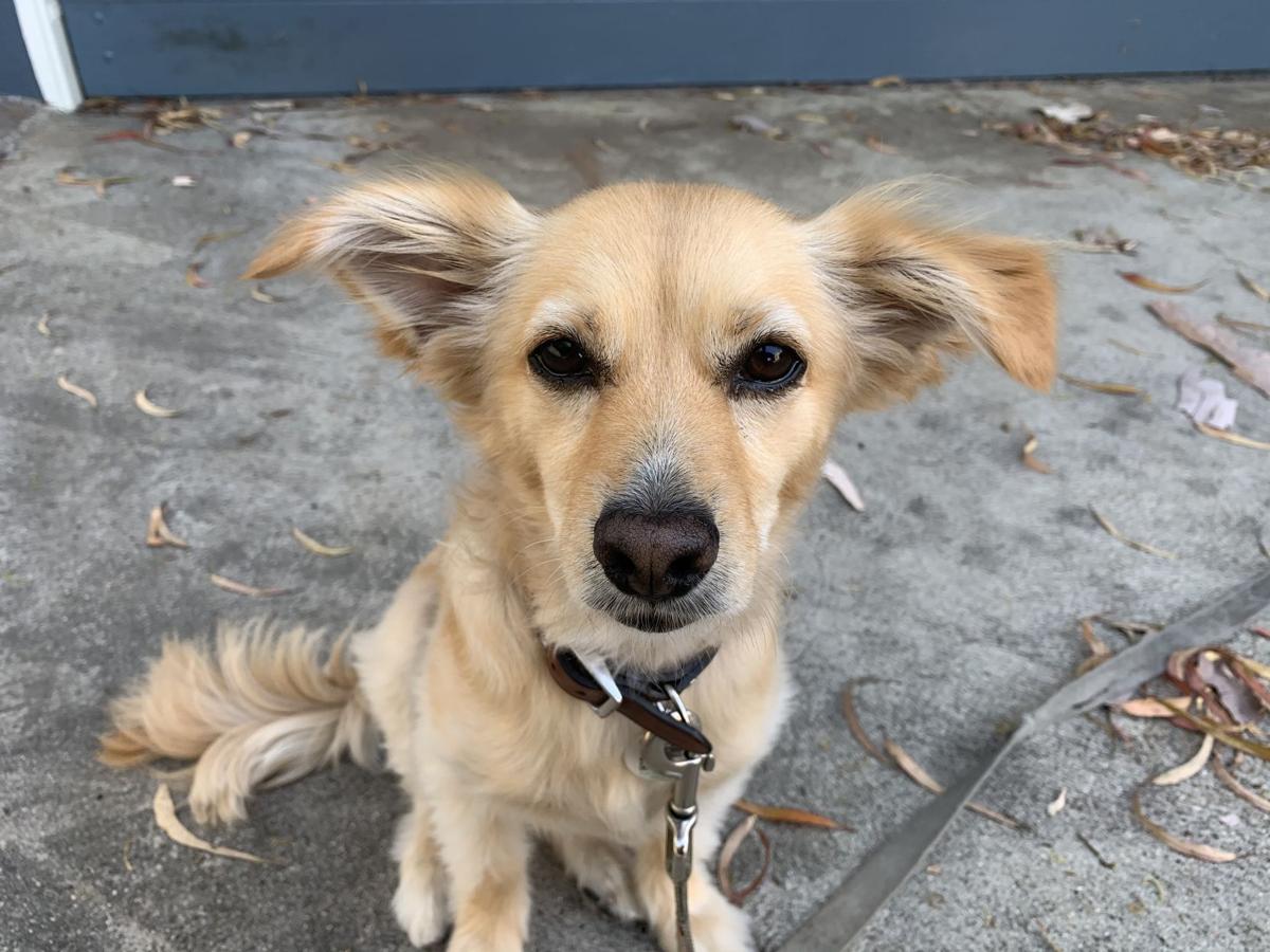 Dog for 12/9/20