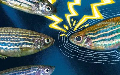 Why Do Some People Thrive on Caffeine, but Others Feel Nothing? Zebrafish Have Some Clues