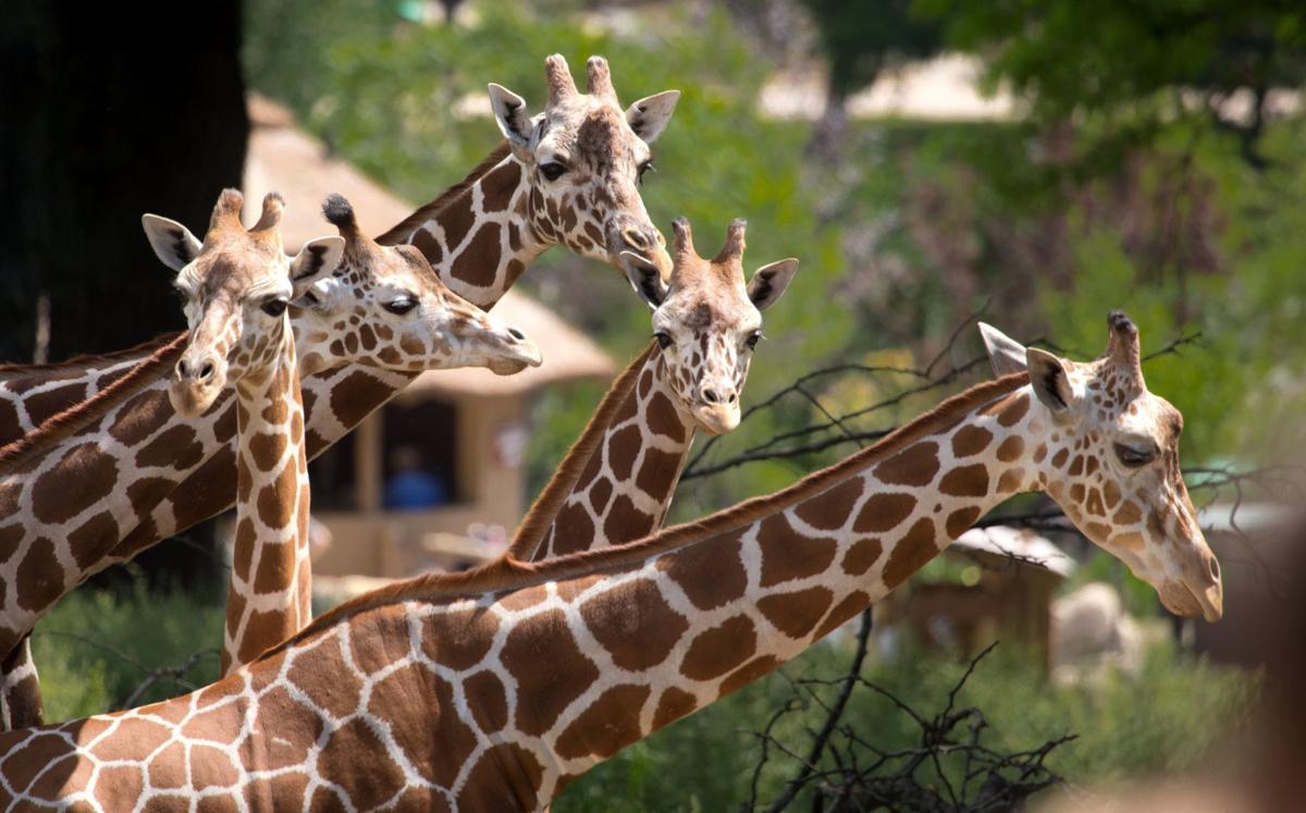 Zoo membership drive