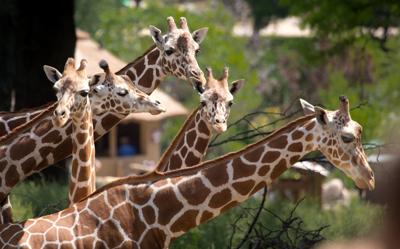 Henry Doorly Zoo Extends Membership Drive Because Of Flooding