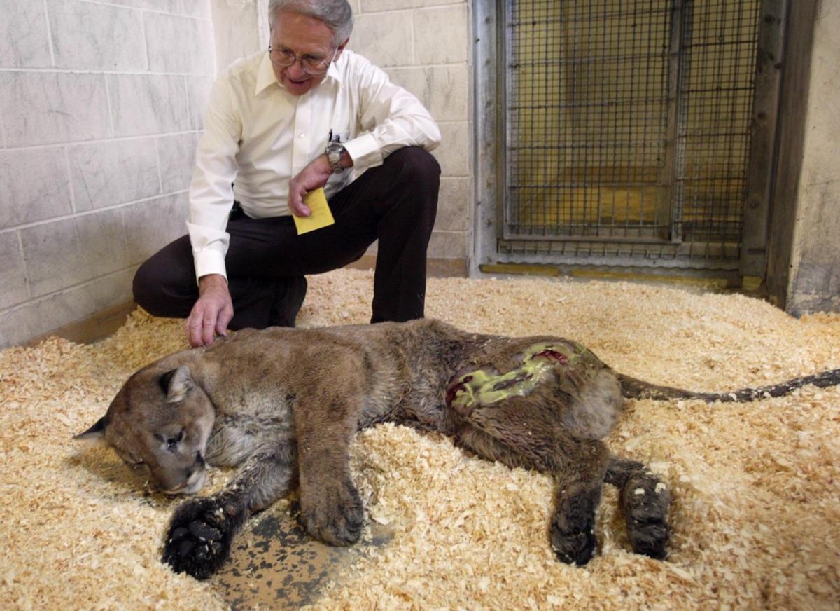 Puma At Omaha Zoo Dies Animal Came To Zoo In 2003 After Turning Up In West Omaha Lifestyles Omaha Com