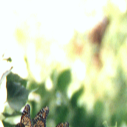 Spread Your Science Wings With These Facts About Monarch Butterflies Home Garden Omaha Com Even flowers have ultraviolet markings that signal. facts about monarch butterflies