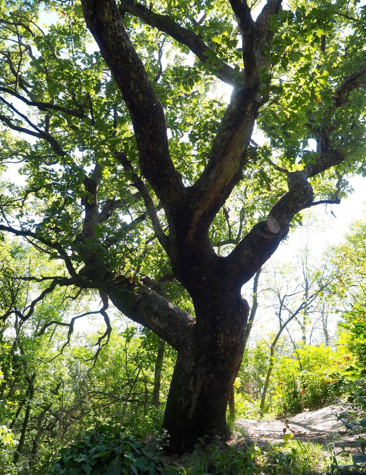 Marvel at Nebraska’s oldest tree