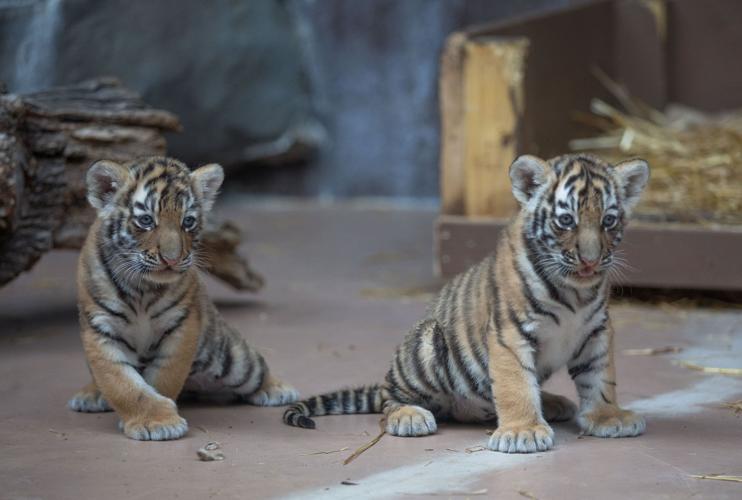 CUTE: Zoo welcomes litter of tiger cubs born on Mother's Day