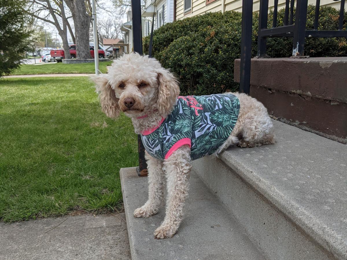 Dog for 5/19/21