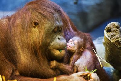 Omaha Zoo Offering Discounted Rates During Membership Drive