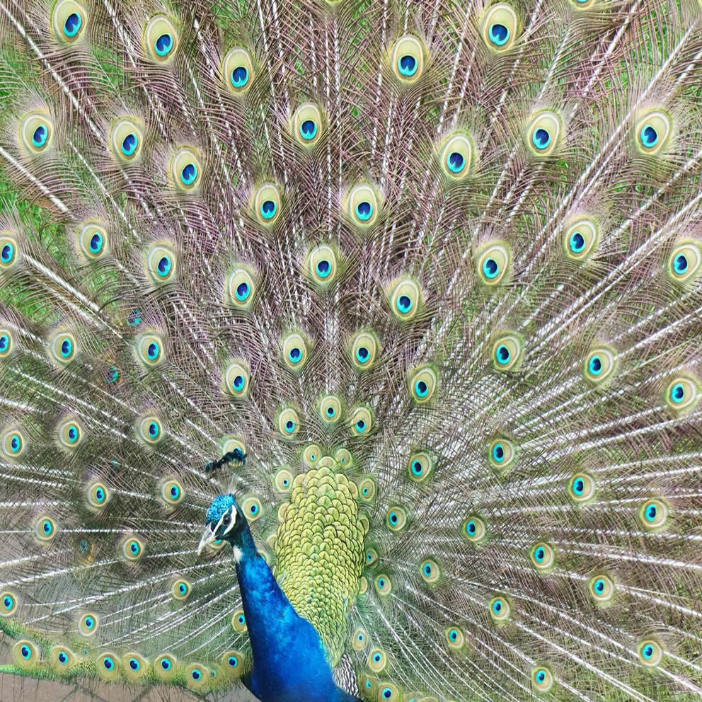 How I Went On A Backyard Safari In My Own Wild Kingdom Inspired Living Omaha Com