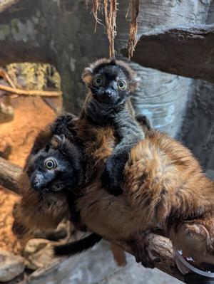 lemur.jpg