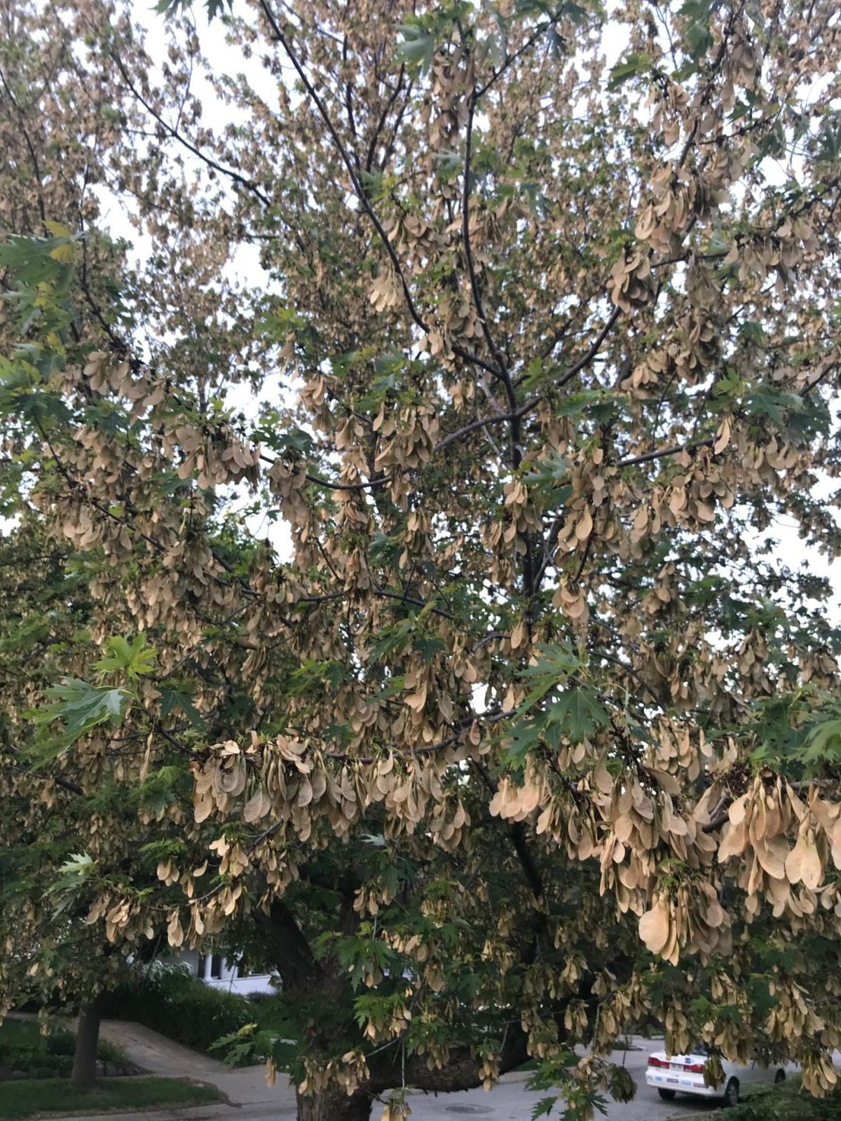 Helicopters Of Horror Could Soon Be Raining Down In Your Yard Inspired Living Omaha Com