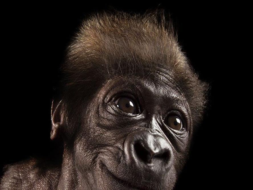 For Photographer Joel Sartore Whose Exhibit Is Coming To Omaha