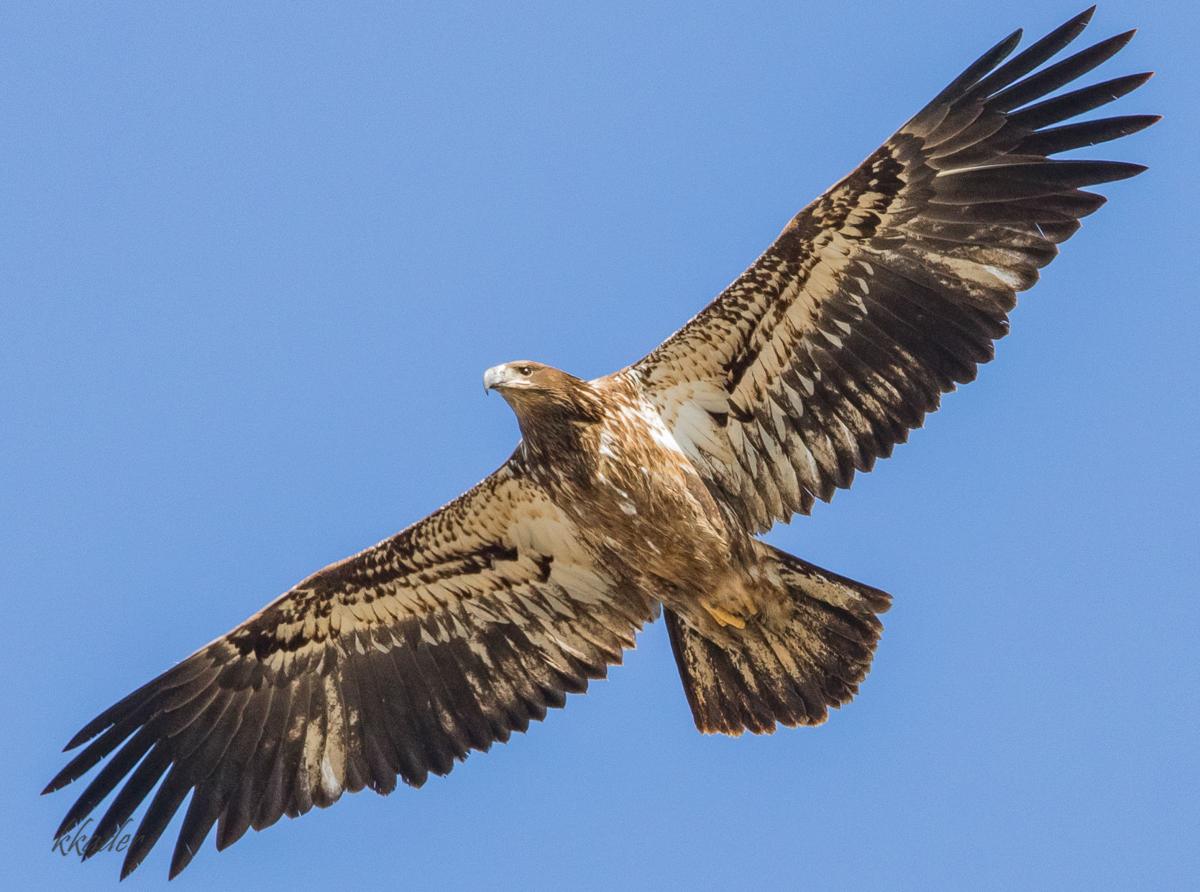 Eagle In Central Omaha Highlights Success Of Conservation