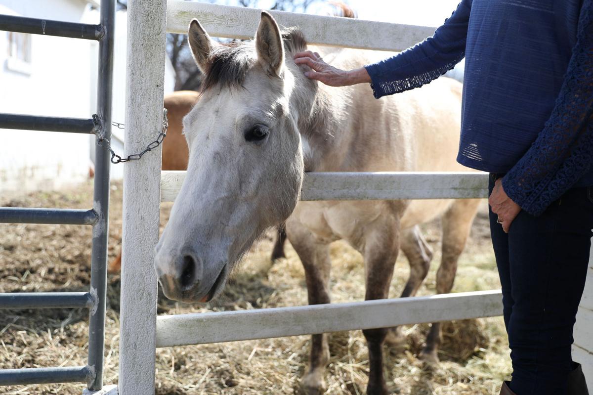 South Omaha horse left ‘totally defenseless’ after tail is cut off