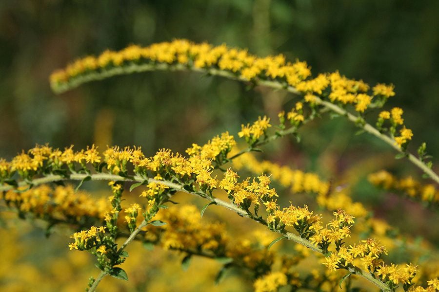 Goldenrod Really Is Nothing To Sneeze At So Why Is It So Commonly Blamed Lifestyles Omaha Com