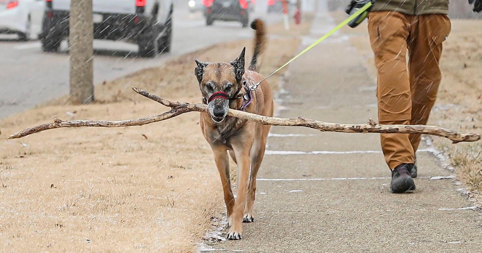 Illinois dog has been carrying the same stick for 5 years - Vimarsana News