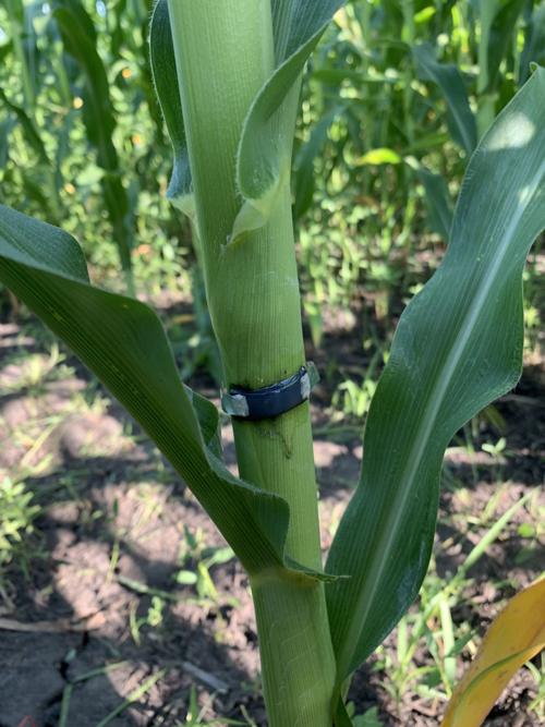 Cornfitbit