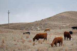 042426-owh-new-beef-nf-04