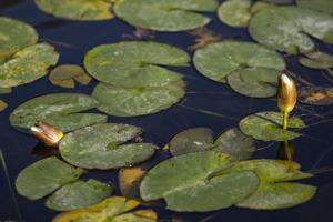 Lincoln Sunken Gardens