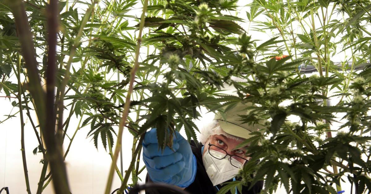 Nebraska's medical cannabis program would be among country's most restrictive | Analysis